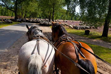 Lüneburger Heide