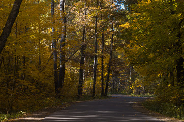 Obraz premium beautiful mixed autumn forest lit by sunlight in Russia