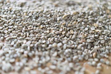 dry organic green bean selecting in coffee processing, selective focus