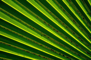 Lines and textures of green palm leaves
