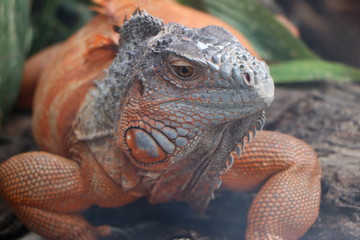 イグアナ（ホノルル動物園）