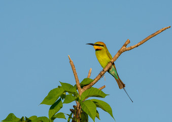 Rainbow bee-eater, Darwin, NT Australia