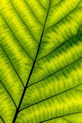 perfect green leaf patterns - closeup