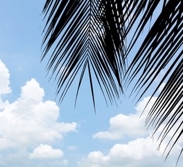 silhouette palm leaf on blue sky with cloud in summer - background
