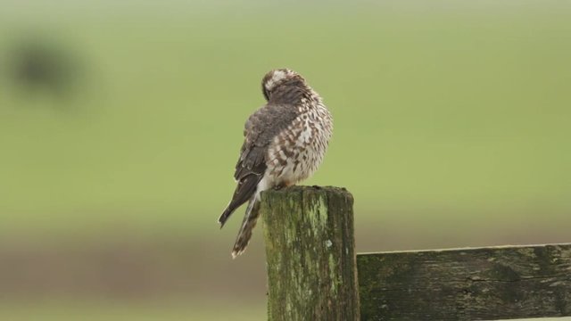 A stunning Merlin (Falco columbarius) preening perched on a post.