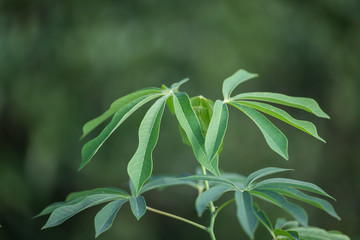 The tree cassava used a source of rubber also known as Manihot glaziovii.