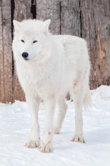 Wild alaskan tundra wolf is standing on white snow. Canis lupus arctos.