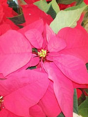 poinsettia on red background,Beautiful red flowers for Christmas 