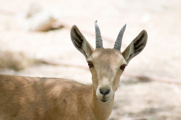 Nubian Ibex