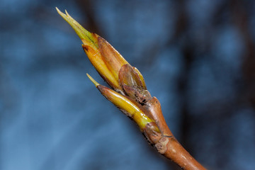 Young twig of blossoming poplar tree. Populus canadensis.