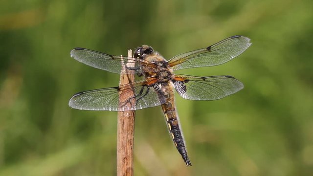 A beautiful Four-spotted Chaser Dragonfly (Libellula quadrimaculata) perching on a plant stem.