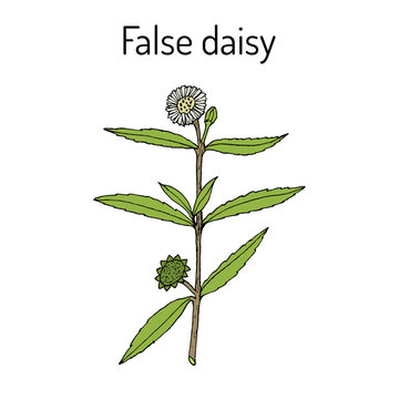 False Daisy Eclipta Prostrata, Alba , Medicinal Plant