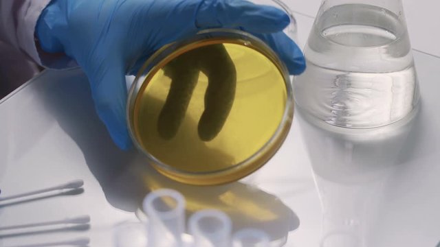Laboratory doctor doing an antibiogram on petri dish with a sterile swab, to test the sensitivity of an isolated bacterial strain