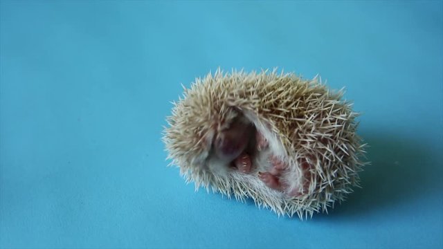 Little animal - hedgehog on blue background.