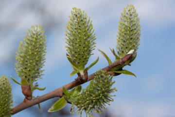 Young branch of a blossoming pussy willow against the background of the cloudy sky.