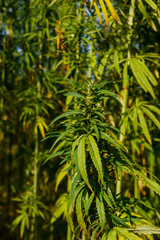 Naklejka na ściany i meble Green cannabis (marijuana) plant in a field