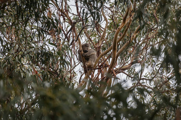 Sleeping Koala
