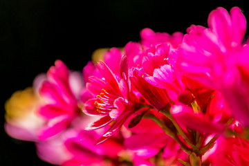 Beautiful details of a flowering succulent plant against a dark background
