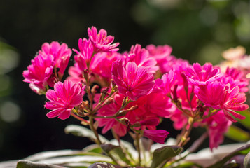 Details (focus stacking) of a beautiful flowering succulent plant in the sun