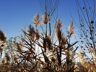 grass and blue sky,Sunrise