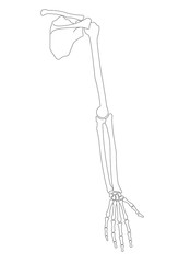Vector illustration of human hand skeletal anatomy