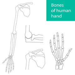 Set of vector illustrations of human hand skeletal anatomy