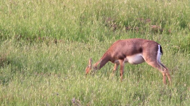 Israeli mountain gazelle eating grass