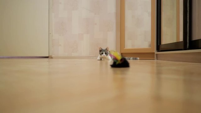 Domestic cat showing hunter instinct jumping to the mouse toy