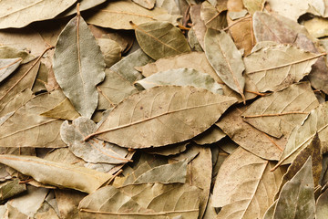 Bay leaves, green natural background, top view
