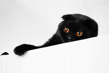 Black Scottish fold cat with Golden eyes. Close up