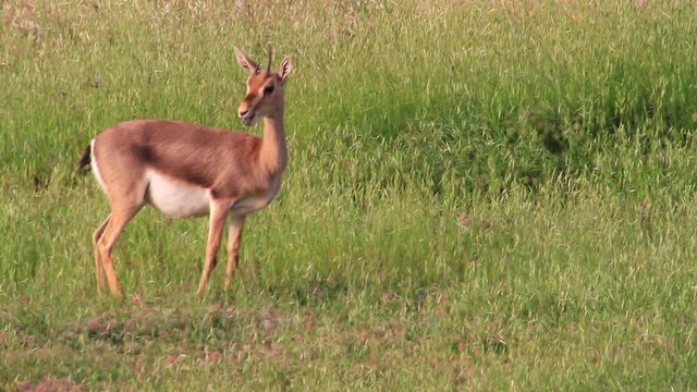 Israeli mountain gazelle eating grass