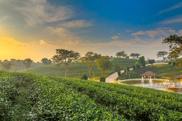Fototapeta na wymiar A beautiful sunrise at Chui Fong tea plantation, Chiang Rai, Thailand