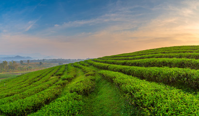 A beautiful sunrise at Chui Fong tea plantation, Chiang Rai, Thailand