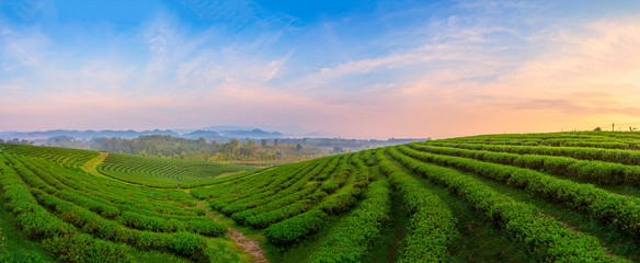A beautiful sunset at Chui Fong tea plantation, Chiang Rai, Thailand