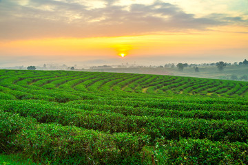 Fototapeta na wymiar A beautiful sunset at Chui Fong tea plantation, Chiang Rai, Thailand