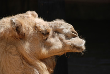 Close up of a head of a camel