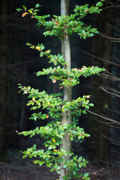 Baumstamm mit grünen Trieben