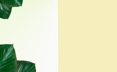 Tropical tree leaves on yellow and white background