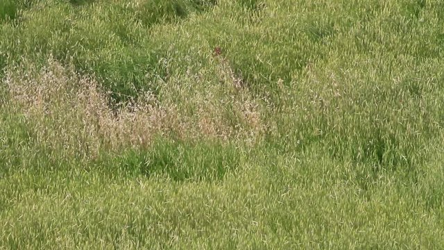 Israeli mountain gazelle pass the camera