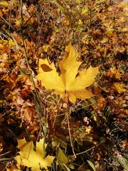 autumn leaves on ground