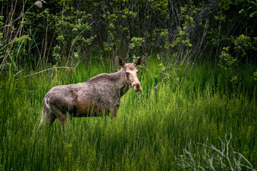 moose in wetlands