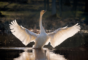 whooper swan spreading its wings © Per Grunditz