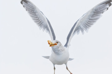 seagull with piece of bread