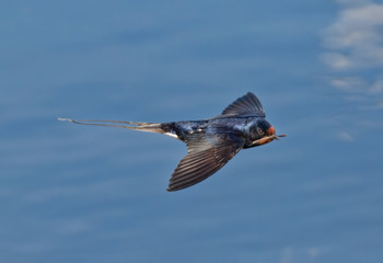 swallow with stick for nest