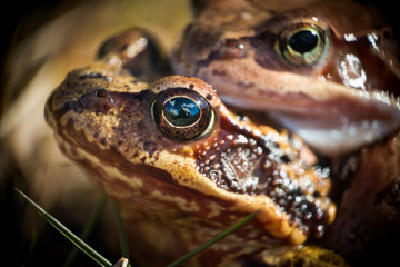 frogs making eggs