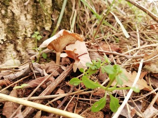 	Big beautiful mushrooms on old rotten wood 