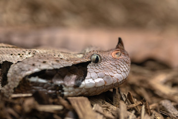 Gaboon viper, Bitis gabonica, side view of head