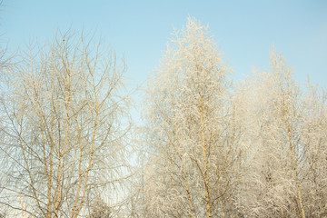 Snow covered frozen tree and sunny clean blue winter sky background