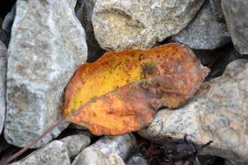 autumn leaf leads on the seaside among sea stones