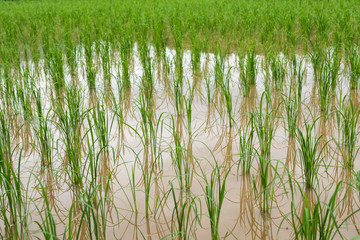 Farming rice with water in plantation
